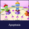 Apoptosis